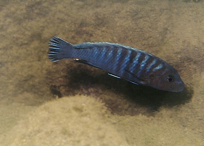 Pseudotropheus fuscus 'Kande Island'